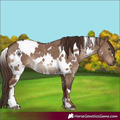 Horse Color:White Spotted Liver Red Dun 