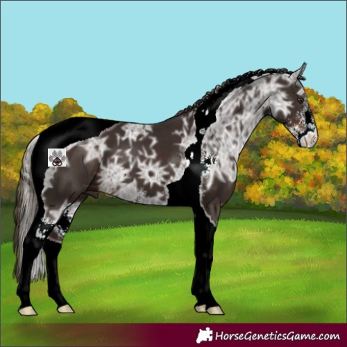 Horse Color:Liver Chestnut Ice Sabino Tobiano