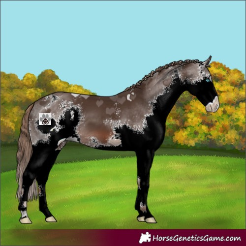 Horse Color:Liver Chestnut Sabino Splash 