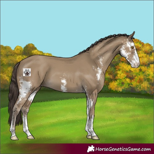 Horse Color:Classic Cream Champagne Sabino 