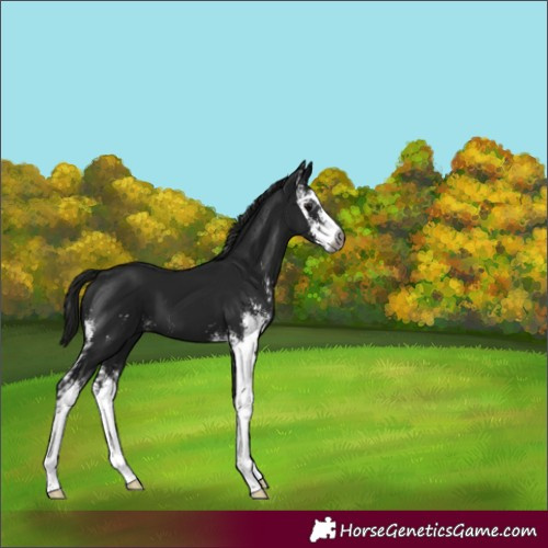 Horse Color:Gray Black Sabino 