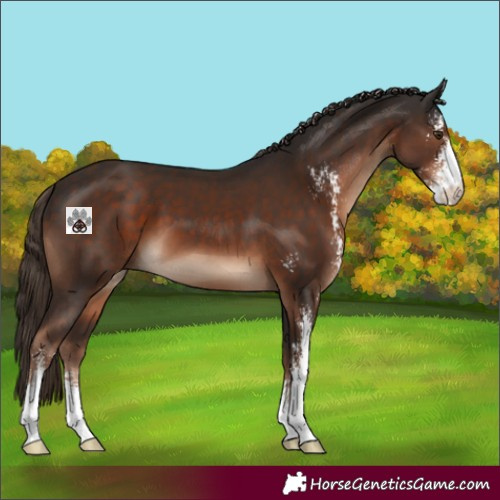 Horse Color:Liver Chestnut Sabino 