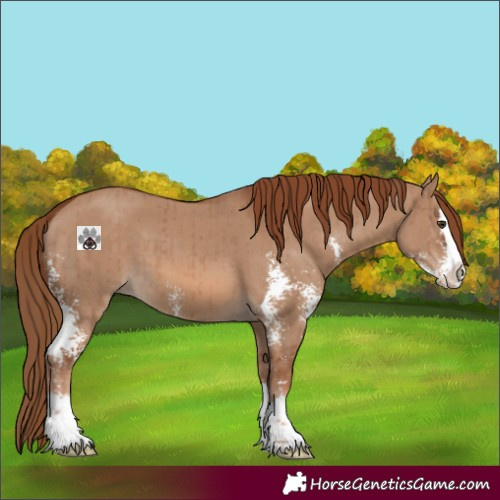 Horse Color:Red Dun Sabino Splash Brindle 