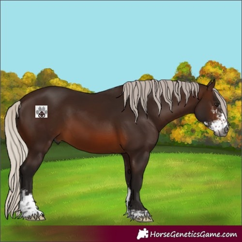 Horse Color:Gray Silver Brown Sabino 