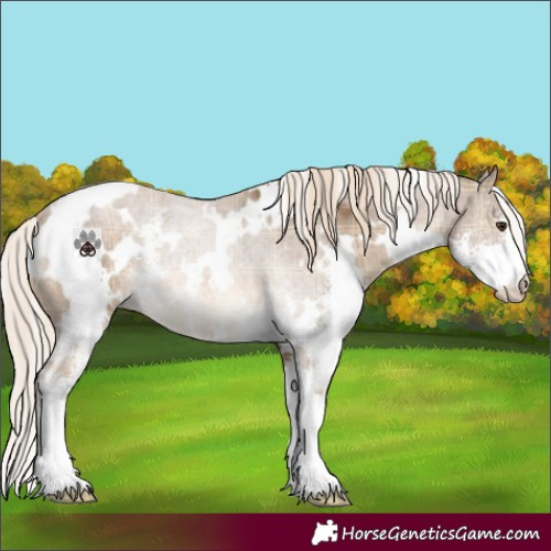 Horse Color:Plaid  White Spotted Chocolate Palomino Sabino 