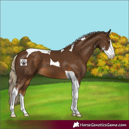 Horse Color:Chocolate Palomino Sabino Tobiano