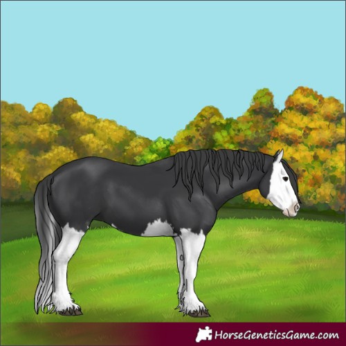 Horse Color:Black Splash