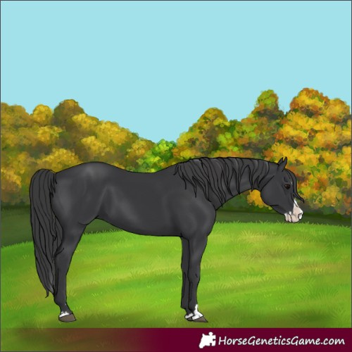 Horse Color:Black Splash 