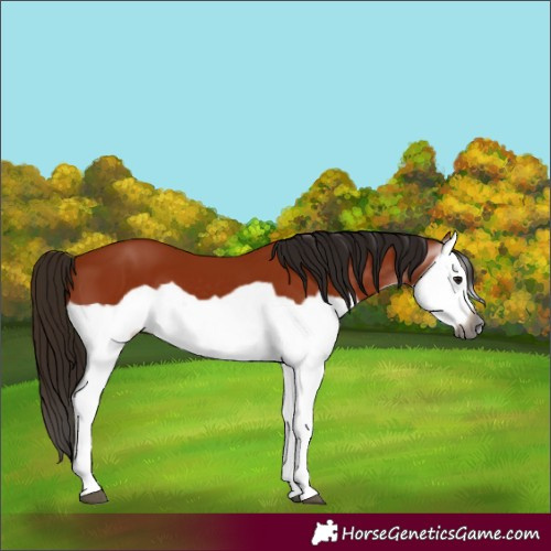 Horse Color:Gray Bay Splash Frame