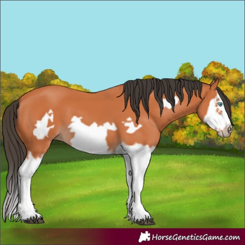Horse Color:Bay Splash Frame