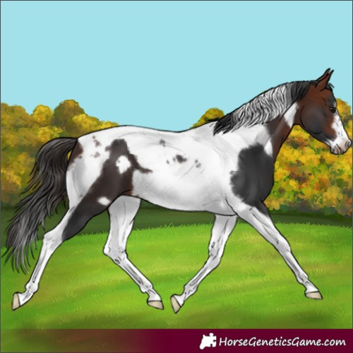 Horse Color:Bay Tobiano Frame