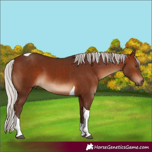 Horse Color:Silver Brown Tobiano