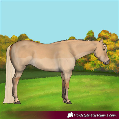 Horse Color:Red Dun 