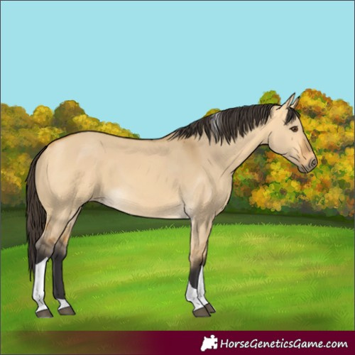 Horse Color:Buckskin Dun Tobiano 