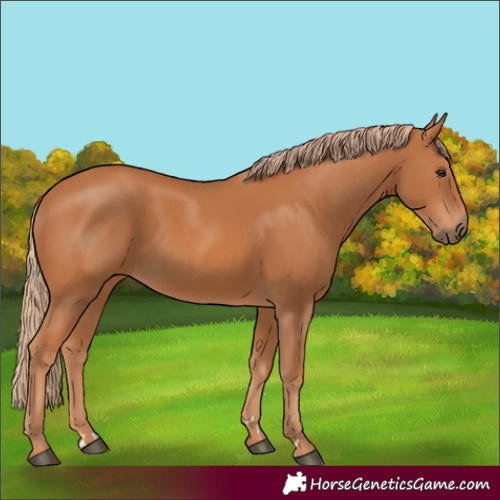 Horse Color:Chestnut 