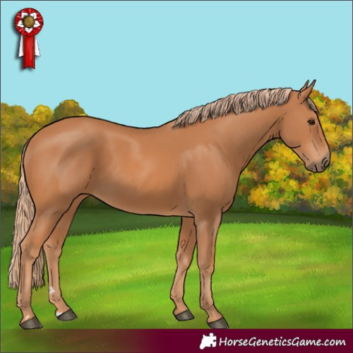 Horse Color:Chestnut 