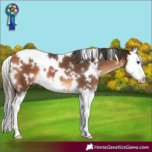 Horse Color:White Spotted Bay Splash 