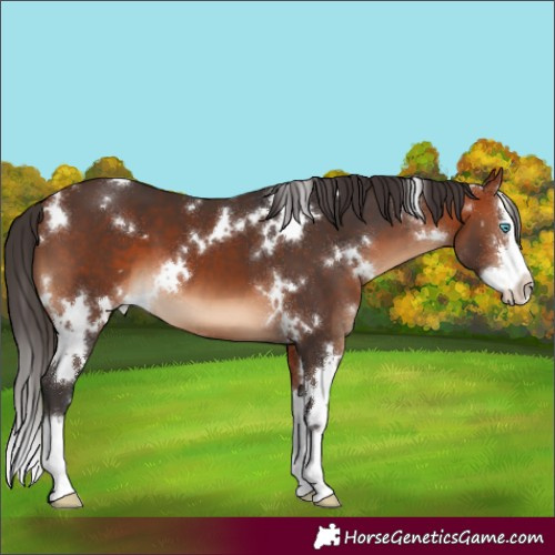 Horse Color:White Spotted Bay Sabino Splash