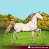 Horse Color:Buckskin Pearl Near Leopard 