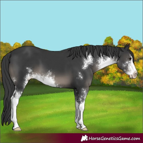 Horse Color:Black Sabino