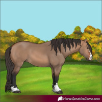 Horse Color:Bay Dun 