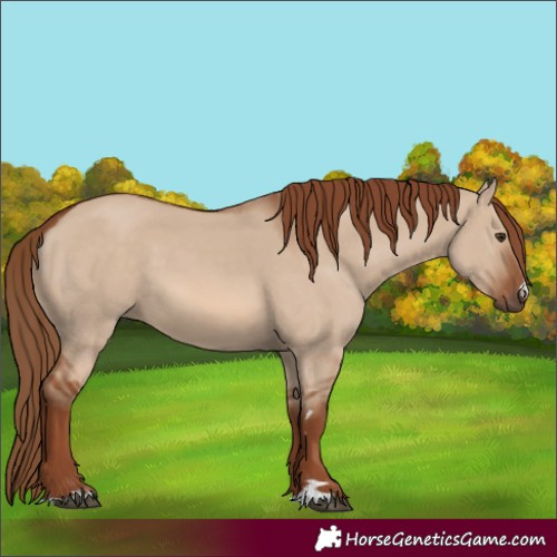 Horse Color:Red Dun