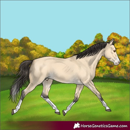 Horse Color:Buckskin Dun Splash