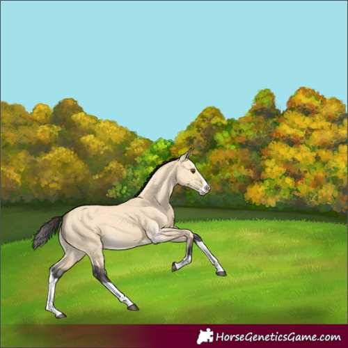 Horse Color:Buckskin Dun Splash 