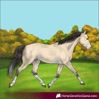 Horse Color:Buckskin Dun Splash