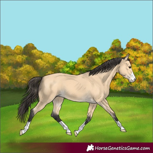 Horse Color:Buckskin 