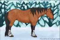 Horse Color:Bay and Bay