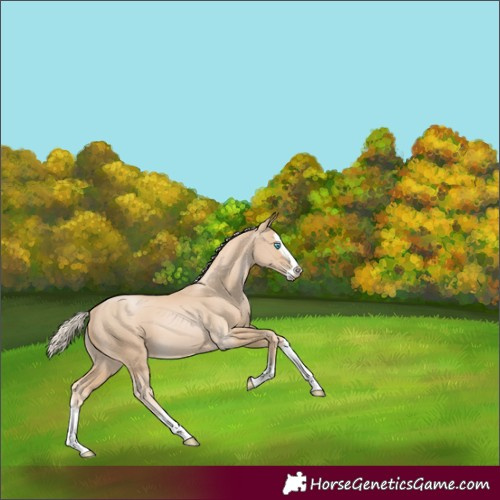 Horse Color:Palomino Pearl Splash 