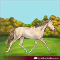 Horse Color:Buckskin Pearl 