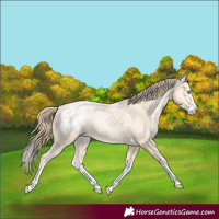 Horse Color:Buckskin Pearl Splash Blanket