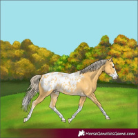 Horse Color:Palomino Splash Blanket 