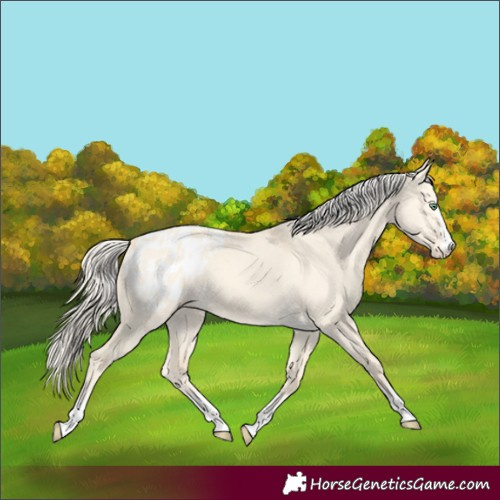 Horse Color:Gold Cream Champagne Dun Appaloosa 