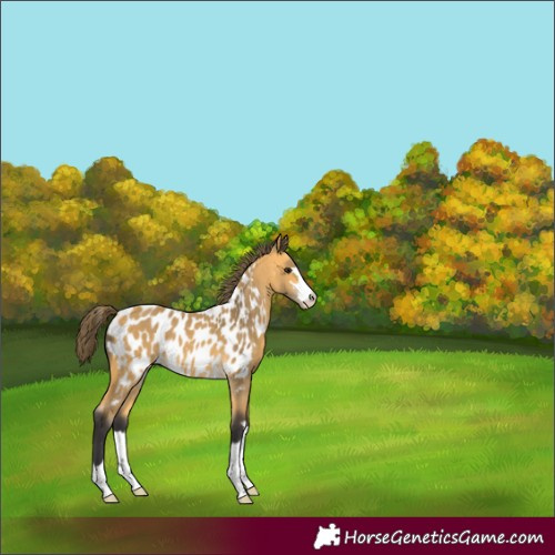 Horse Color:Buckskin Appaloosa 