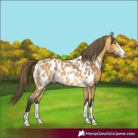 Horse Color:Buckskin Appaloosa 