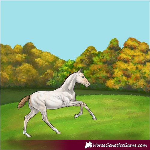 Horse Color:Buckskin Roan Pearl