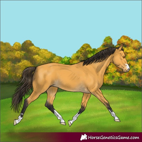 Horse Color:Buckskin