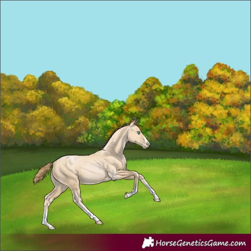 Horse Color:Buckskin Pearl