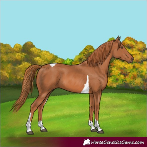 Horse Color:Chestnut Tobiano 
