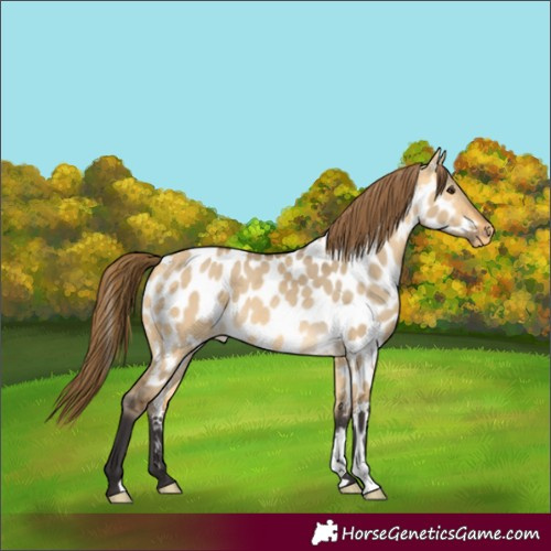 Horse Color:Buckskin Dun Appaloosa