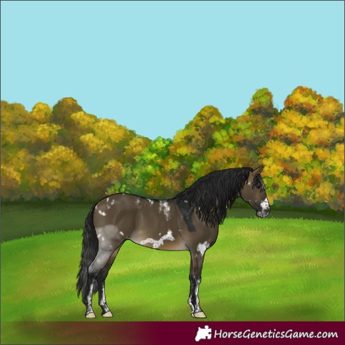 Horse Color:Powder White Gray White Spotted Buckskin Dun Frame 