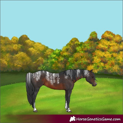 Horse Color:Powder White Brown 