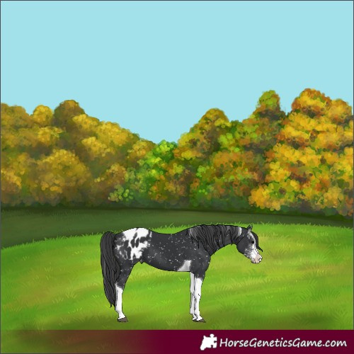 Horse Color:Black Sabino Tobiano Appaloosa