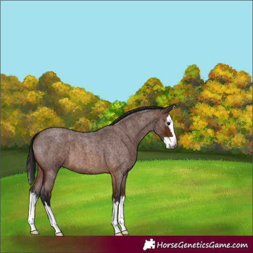 Horse Color:Gray Bay Roan Splash 