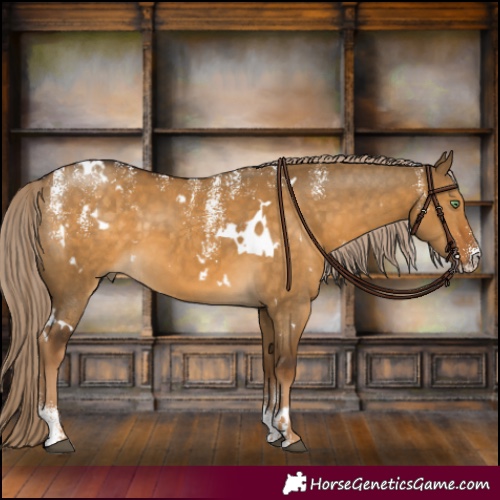 Horse Color:Powder White White Spotted Chocolate Palomino Dun