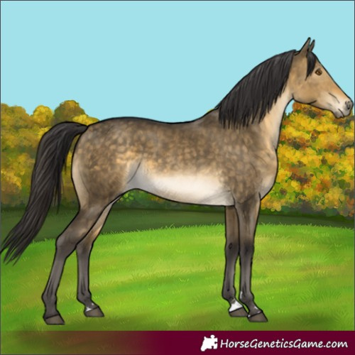 Horse Color:Buckskin Dun Rabicano Brindle 