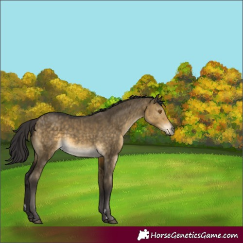 Horse Color:Buckskin Dun Rabicano Brindle 